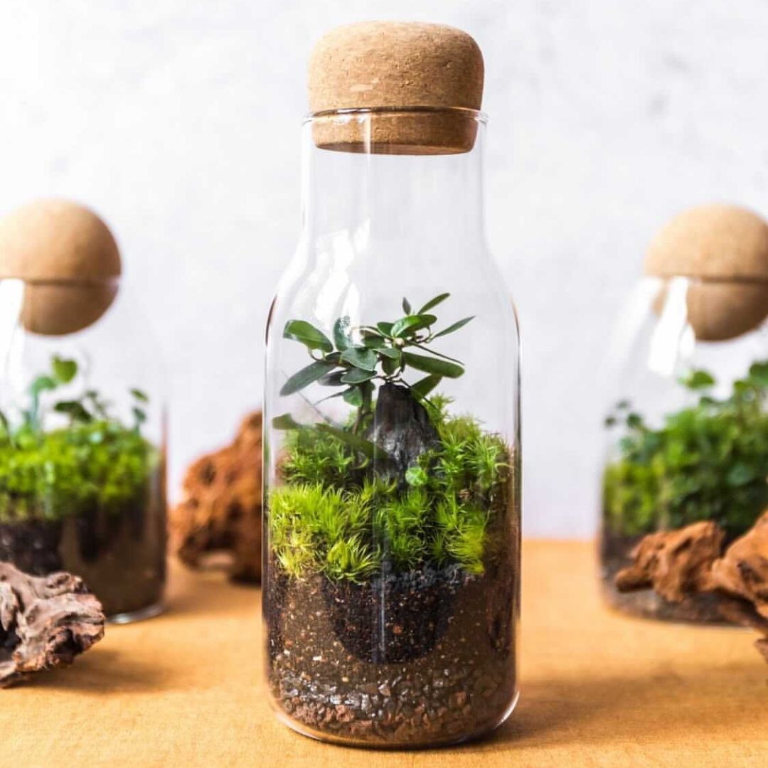 Mini Terrarium in a Bottle: Create a Tiny Green Oasis Mini Terrarium in a Bottle: Create a Tiny Green Oasis