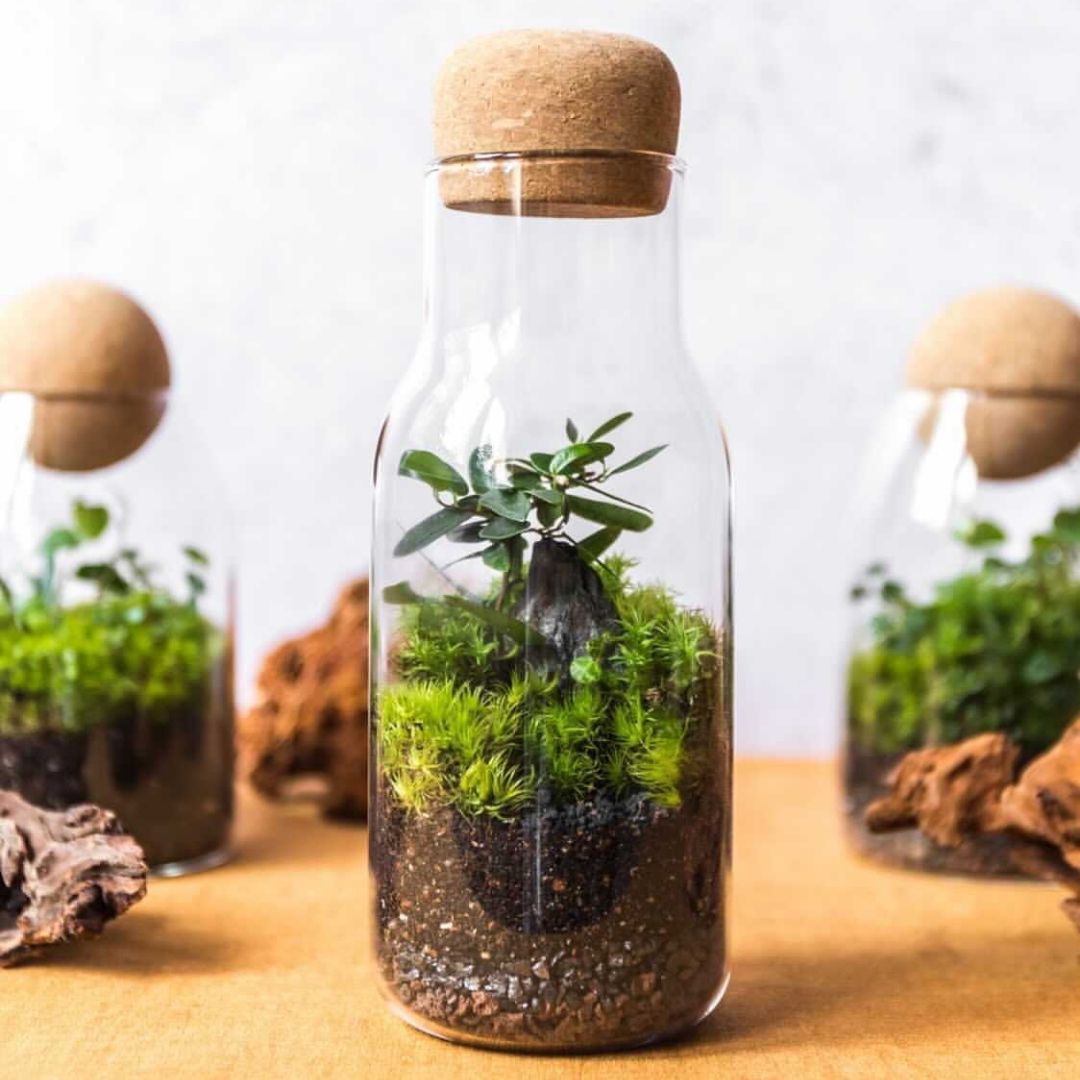 The BEST Step-by-Step Guide for Making a Terrarium!