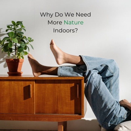Why Do We Need More Nature Indoors?