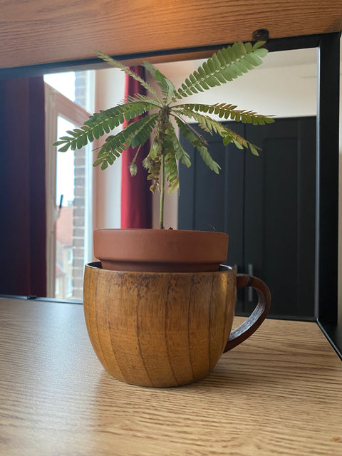 Tree in a Cup